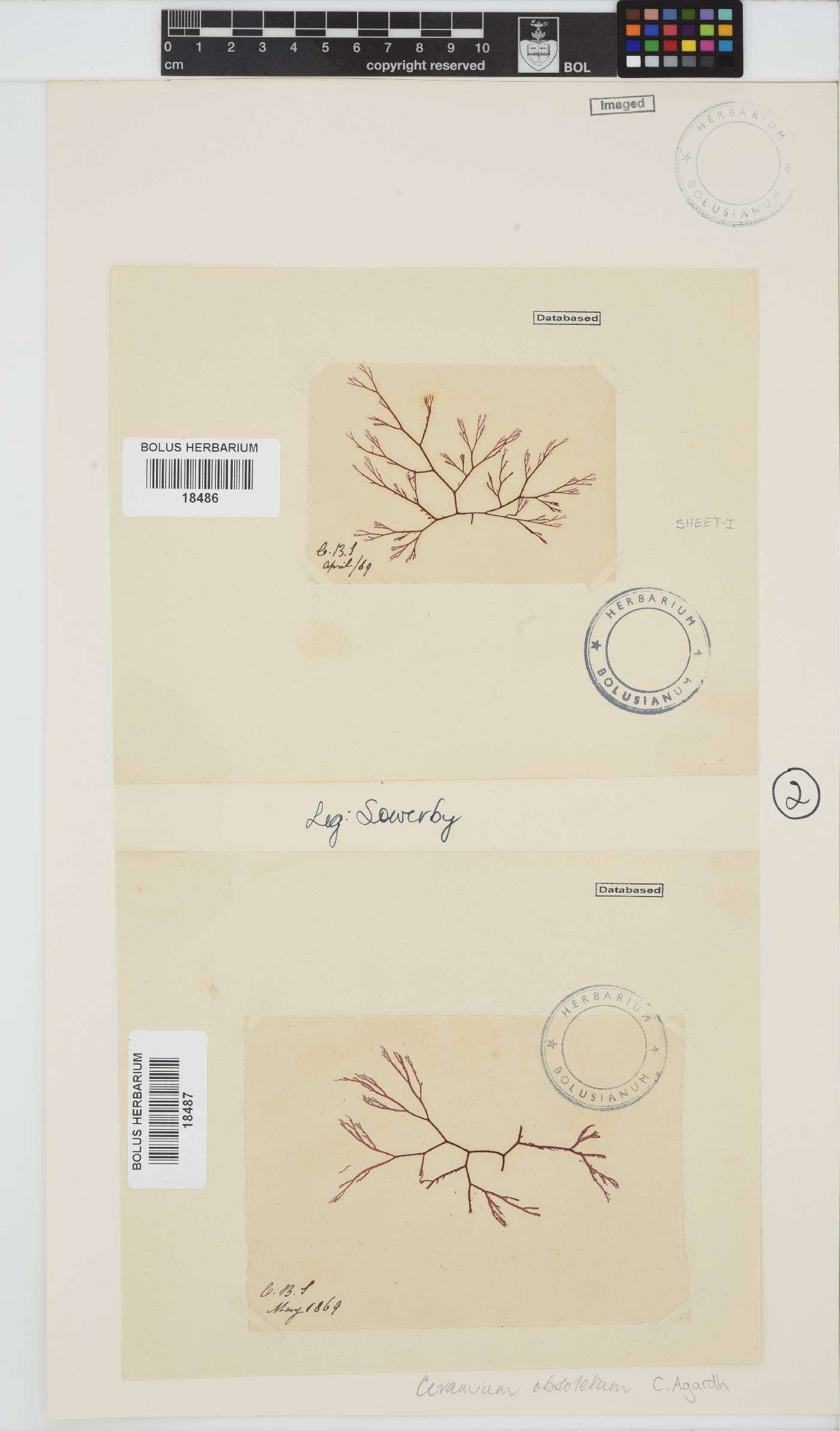 Carpoblepharis obsoleta image