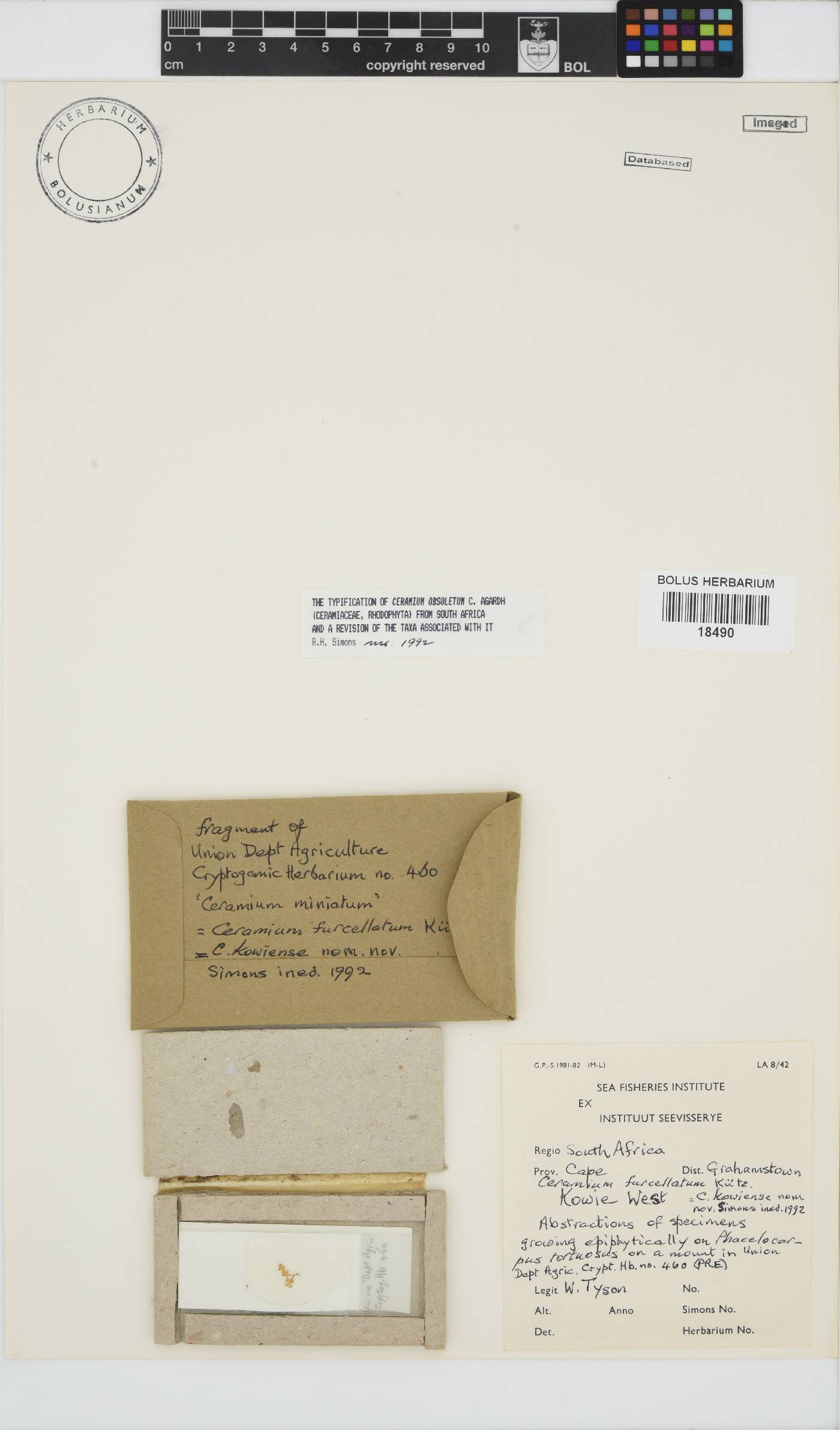 Ceramium image