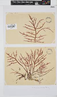 Chylocladia capensis image