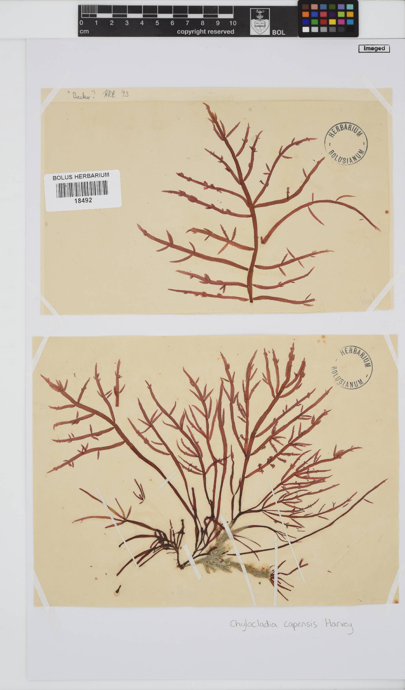 Chylocladia capensis image