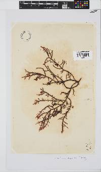Chylocladia capensis image