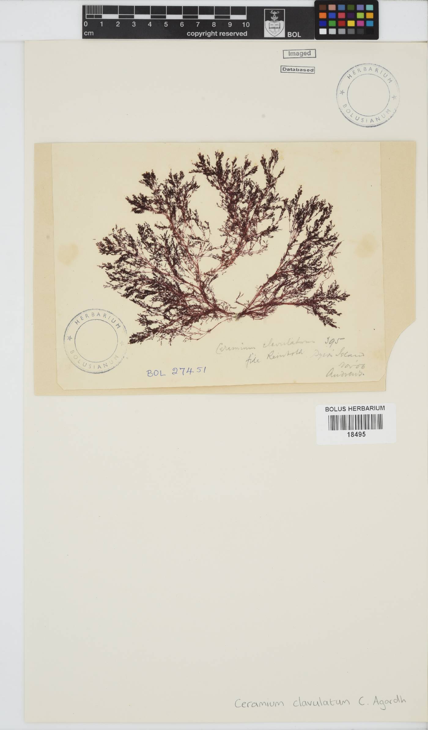 Centroceras clavulatum image