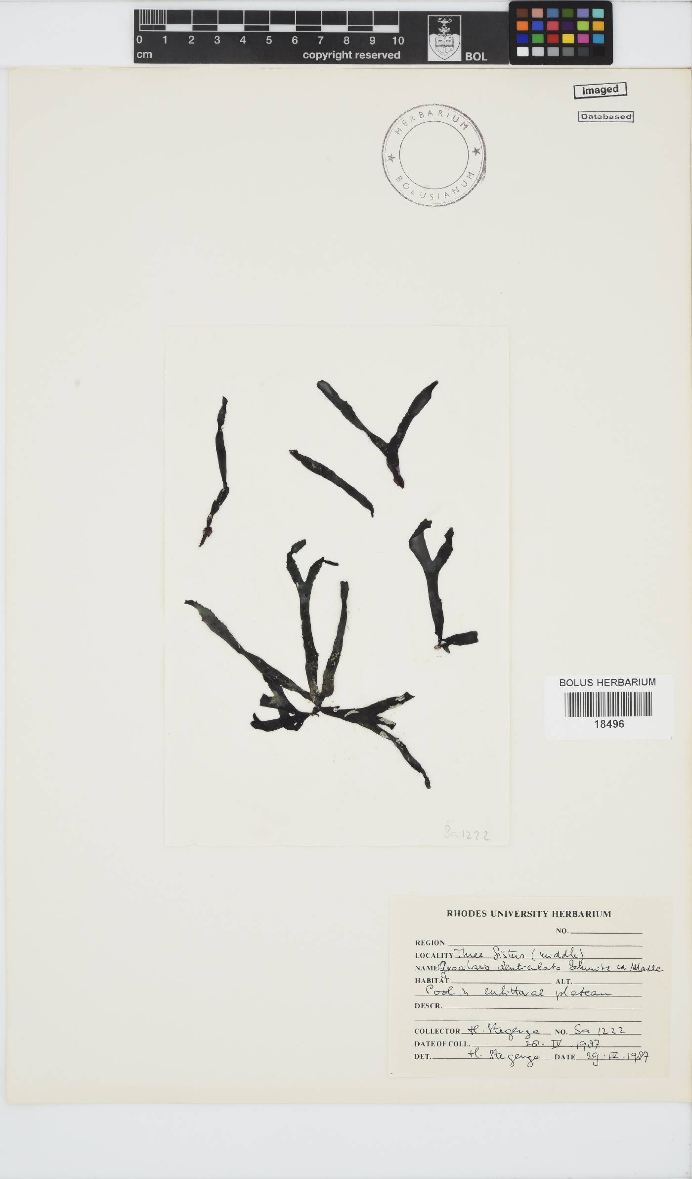 Gracilaria denticulata image