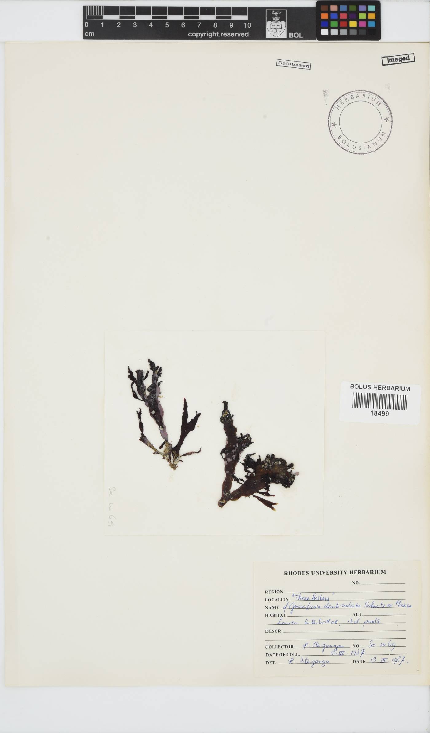 Gracilaria denticulata image