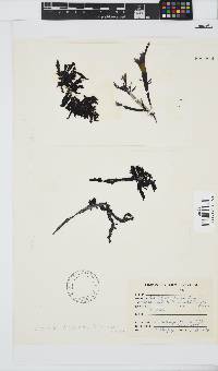 Gracilaria denticulata image