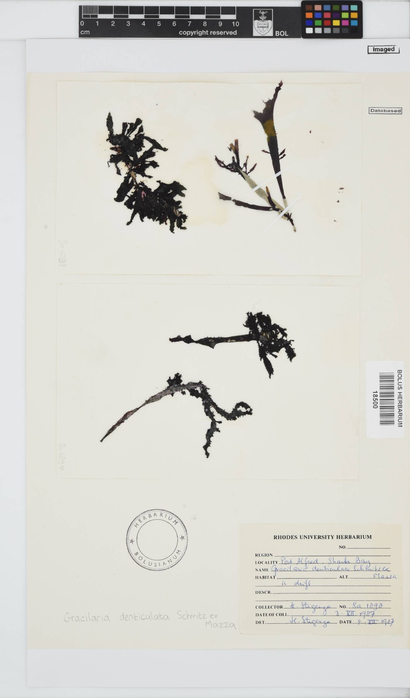 Gracilaria denticulata image