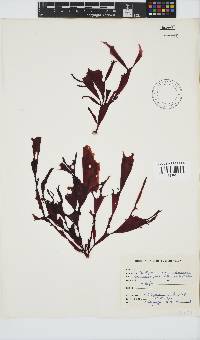 Image of Gracilaria capensis