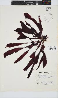 Gracilaria capensis image