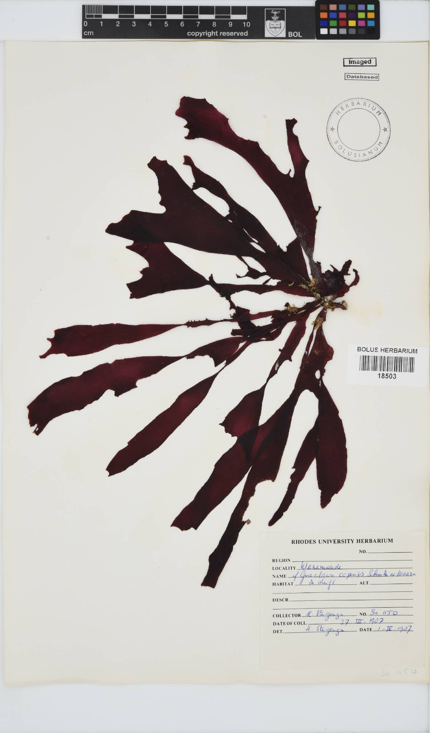 Gracilaria capensis image