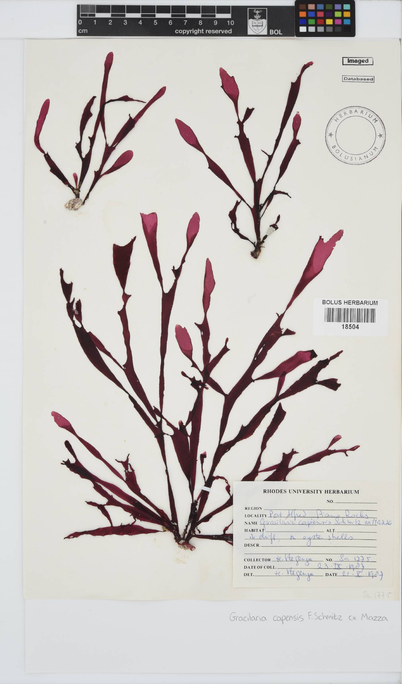 Gracilaria capensis image