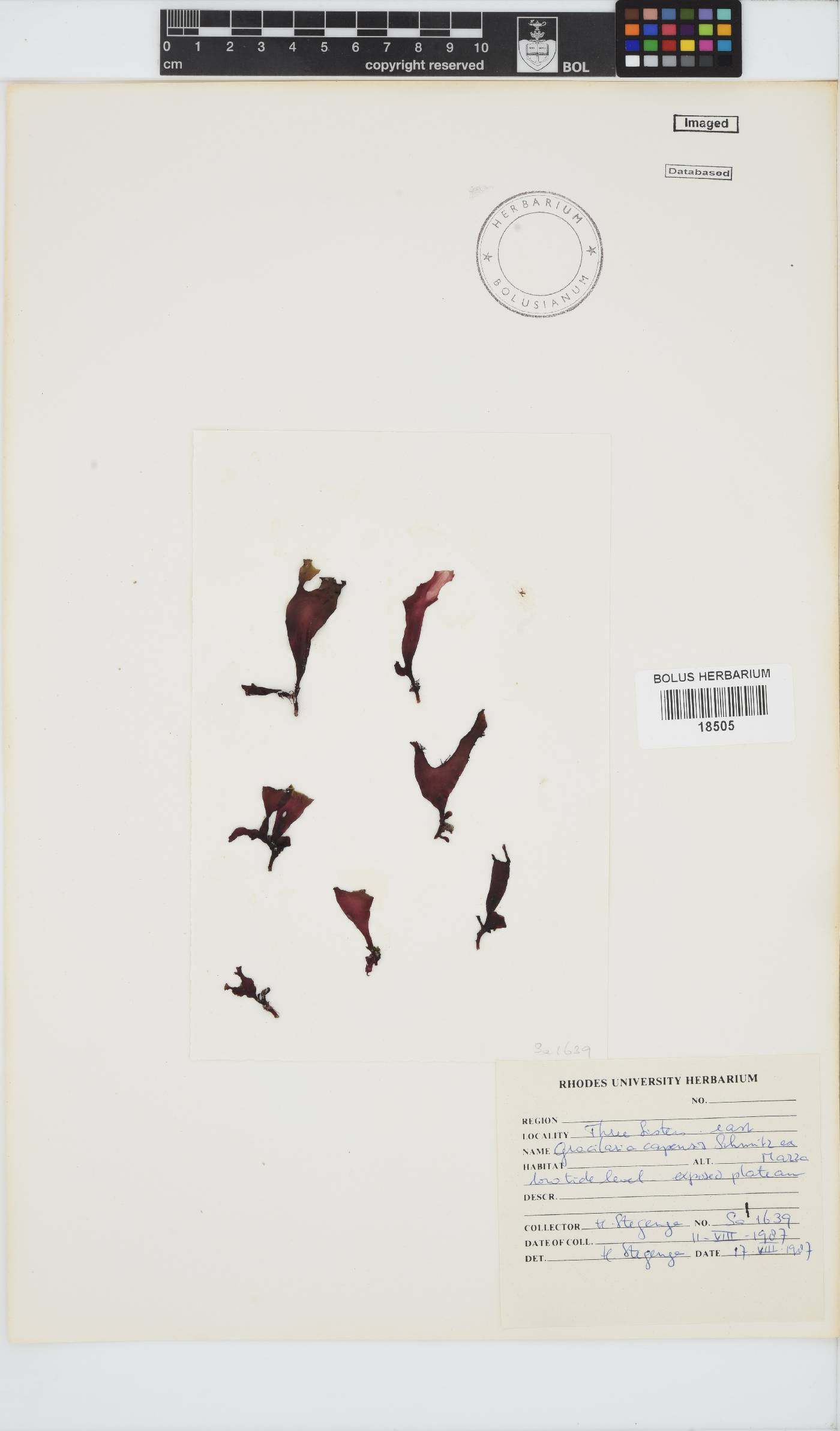 Gracilaria capensis image