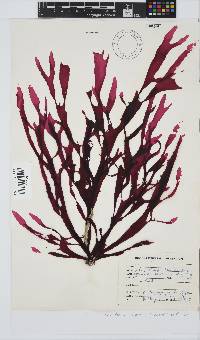 Gracilaria capensis image
