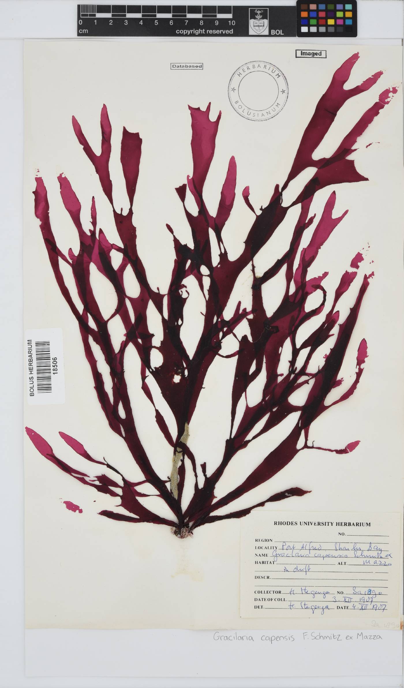 Gracilaria capensis image