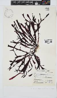 Gracilaria capensis image
