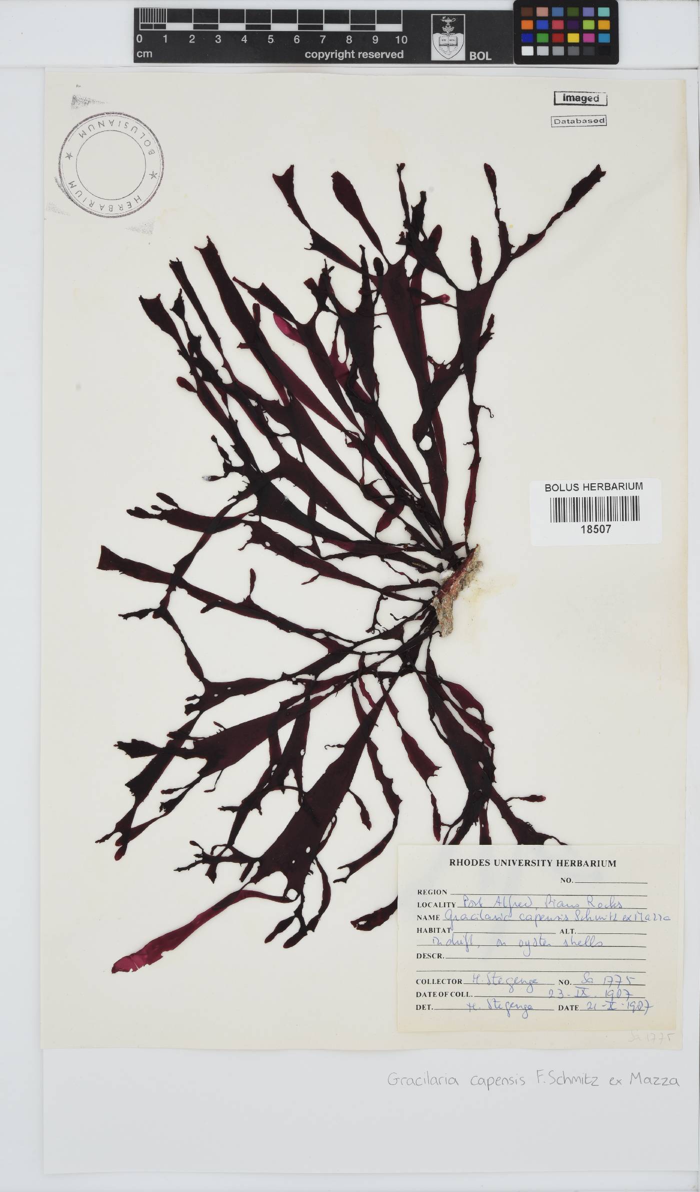 Gracilaria capensis image