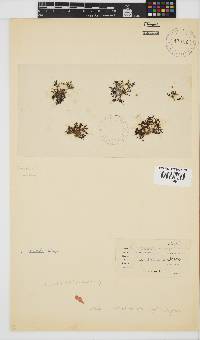 Image of Gracilaria millardetii