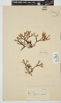 Gracilaria millardetii image