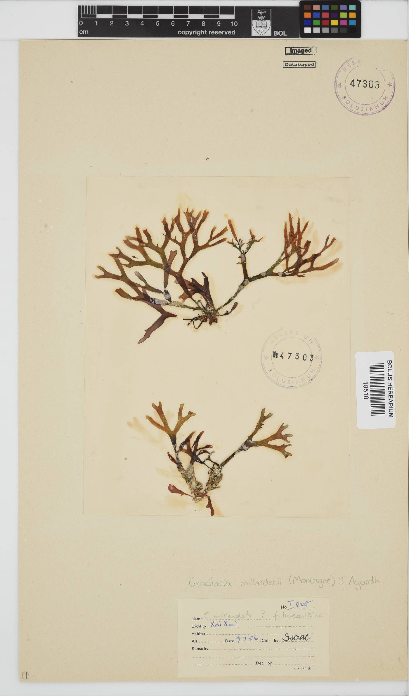 Gracilaria millardetii image