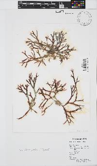 Image of Gracilaria protea