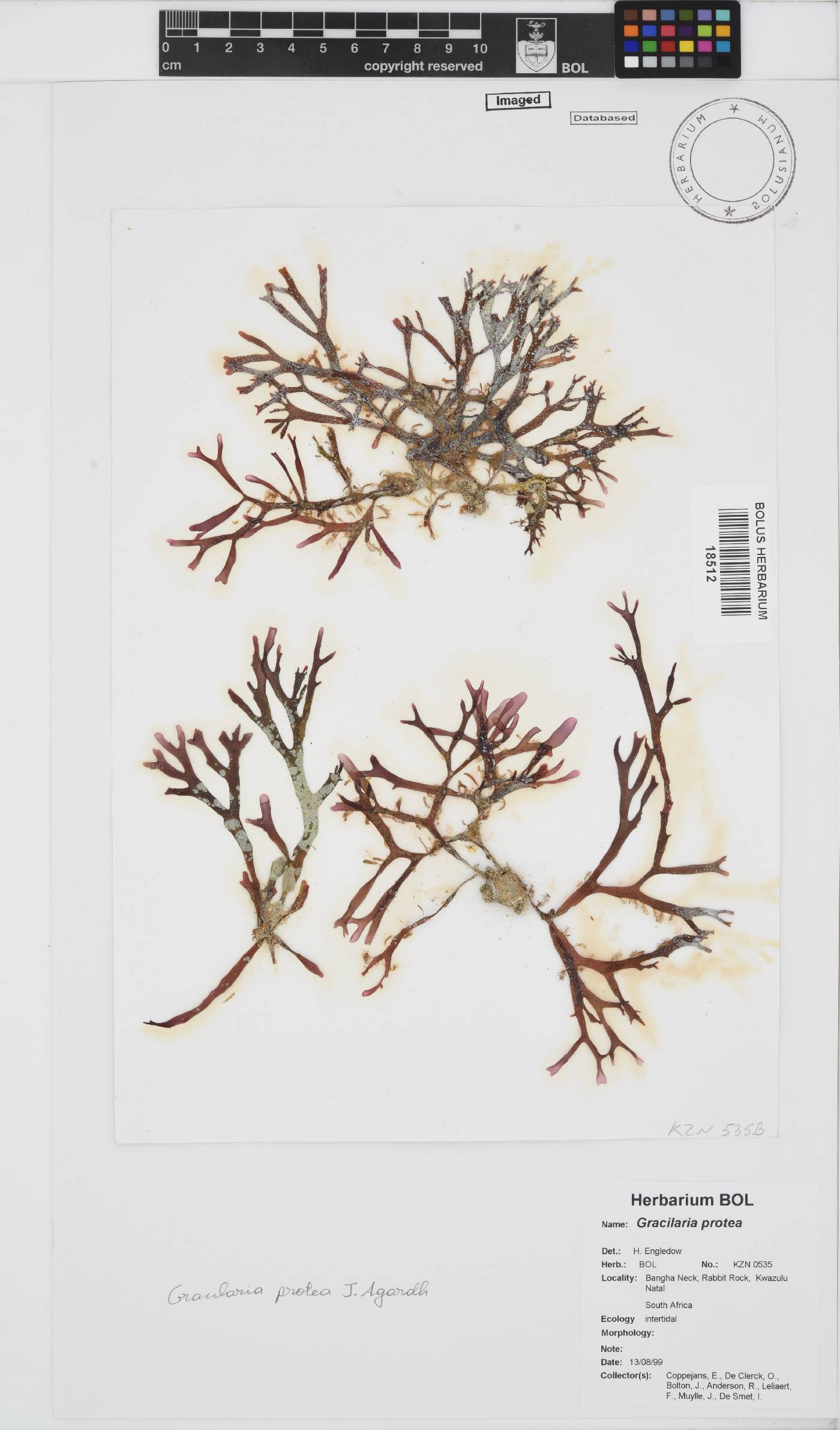 Gracilaria protea image