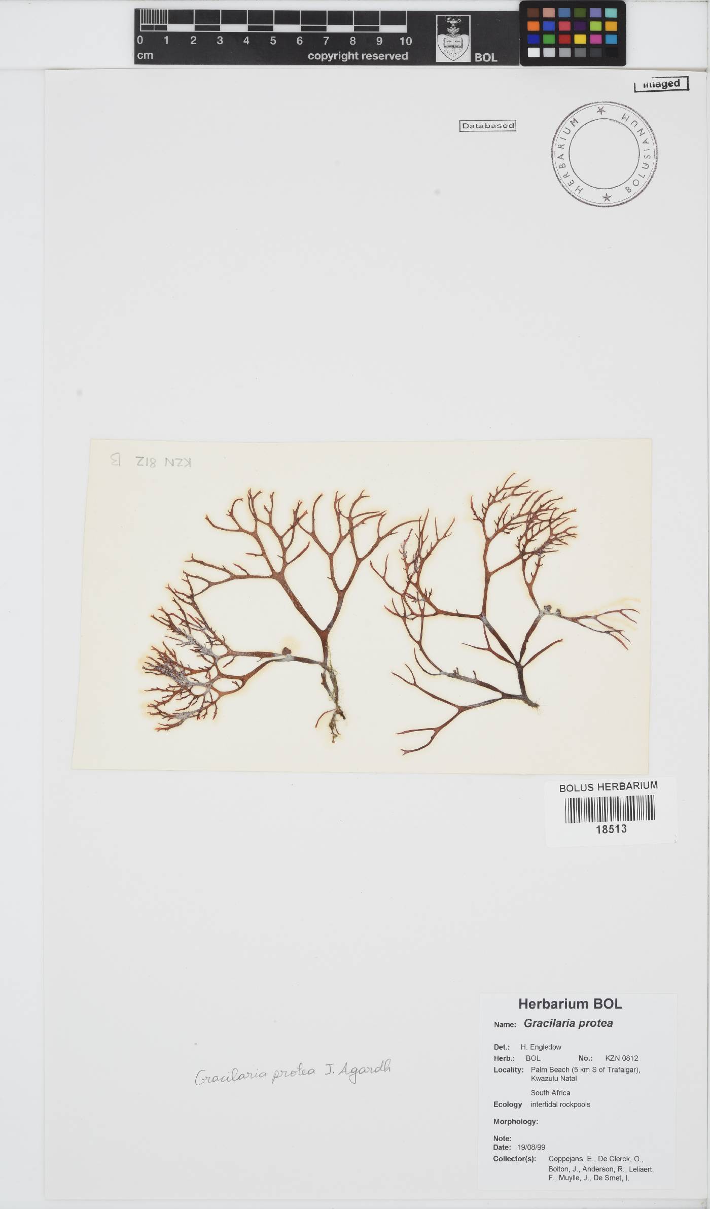 Gracilaria protea image