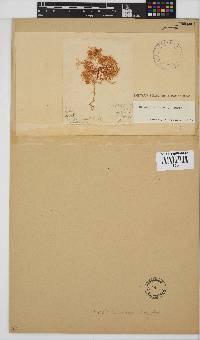 Gracilaria protea image