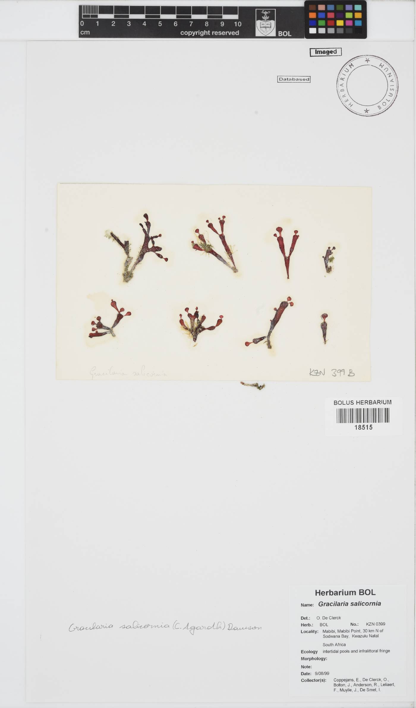 Gracilaria salicornia image