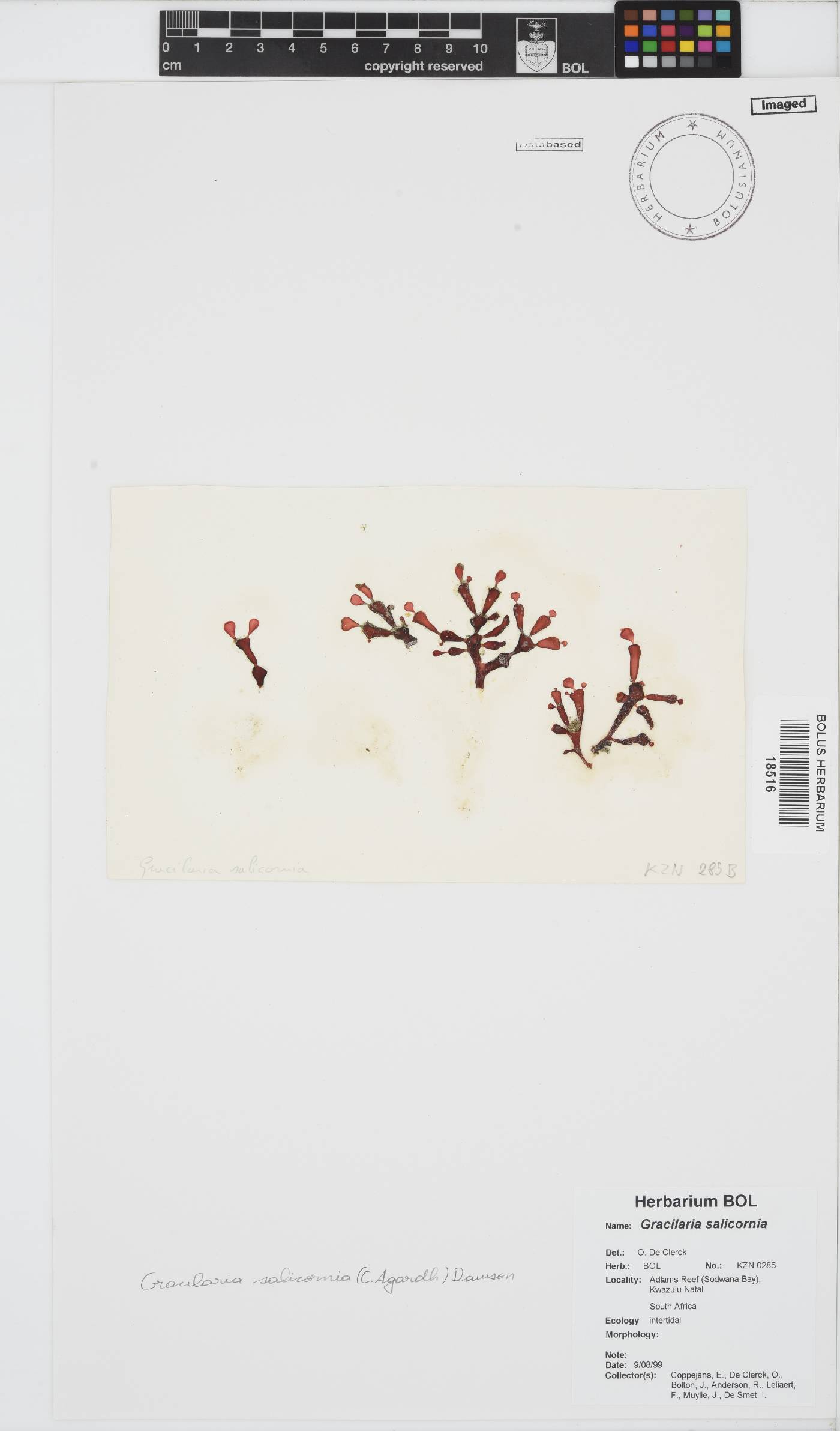 Gracilaria salicornia image