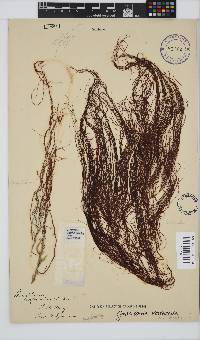 Image of Gracilariopsis longissima