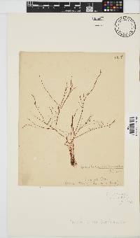 Gracilariopsis longissima image