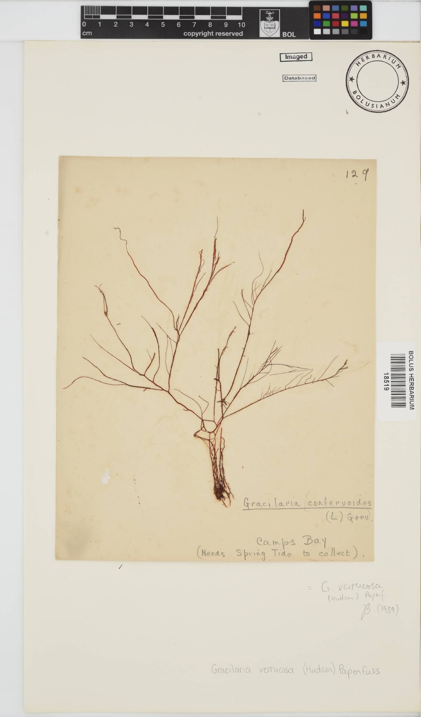 Gracilariopsis image