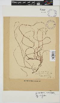 Gracilariopsis longissima image