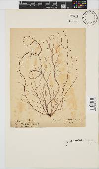 Gracilariopsis longissima image