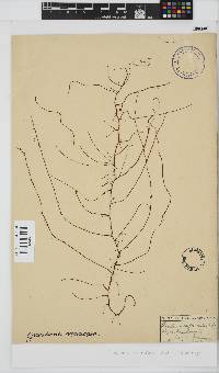 Gracilariopsis longissima image