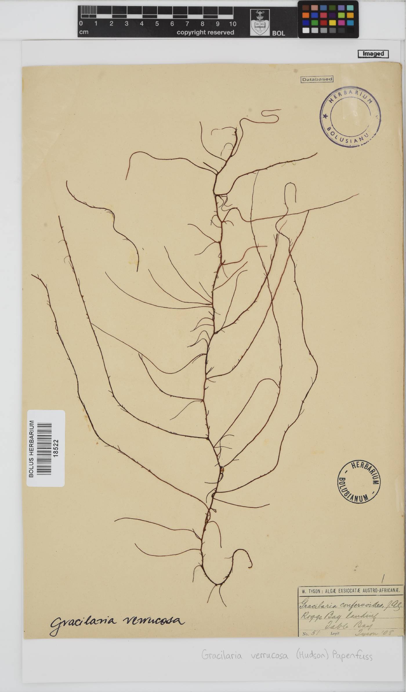 Gracilariopsis longissima image