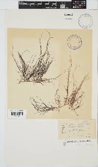 Gracilariopsis longissima image