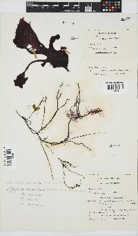 Gracilariopsis longissima image