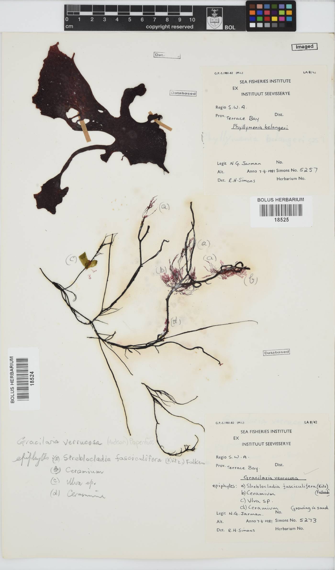 Gracilariopsis longissima image