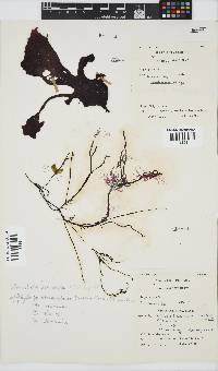 Image of Phyllymenia belangeri