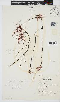 Gracilariopsis longissima image