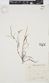 Gracilariopsis longissima image
