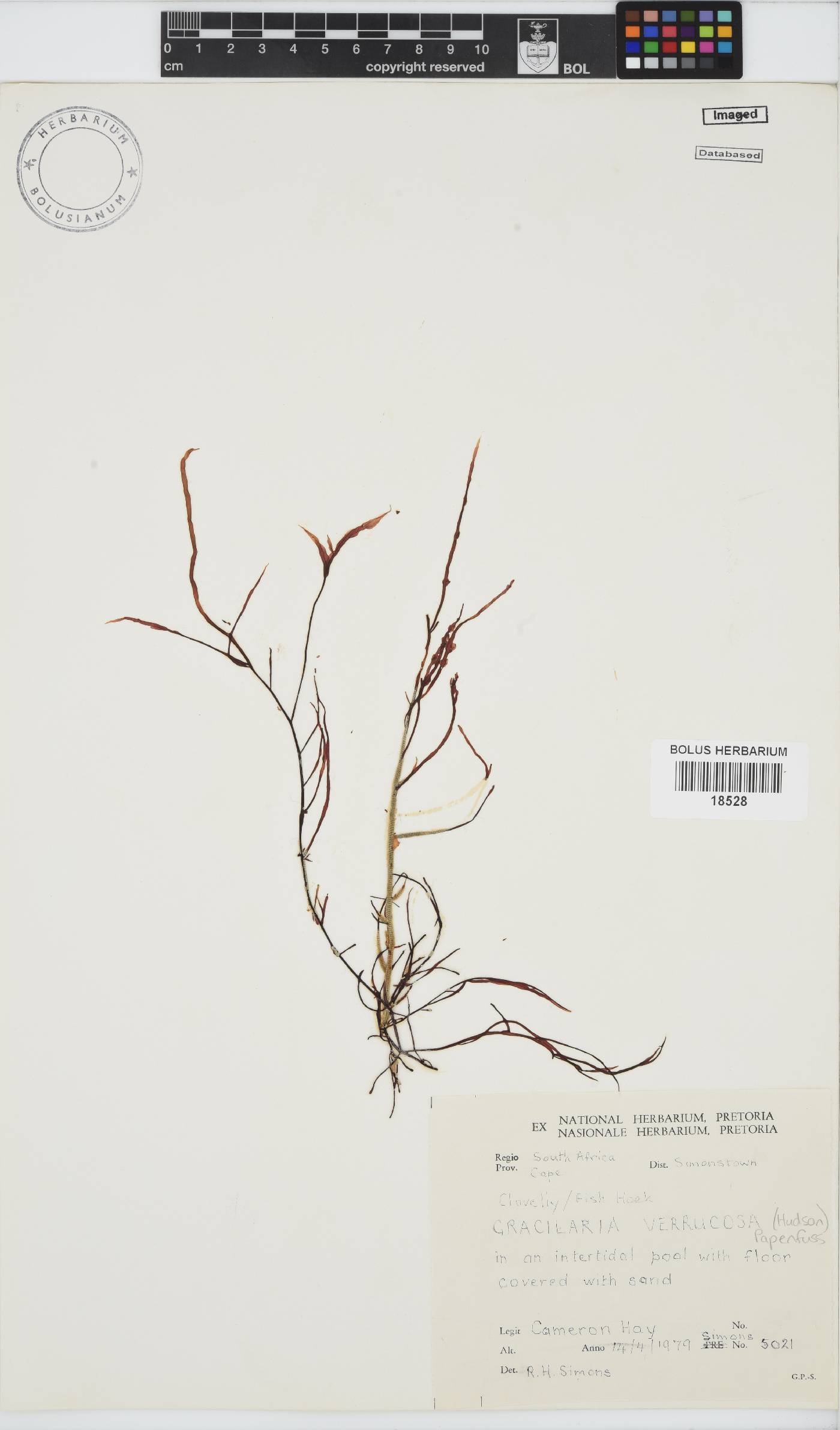 Gracilariopsis image