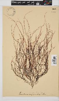 Gracilariopsis longissima image