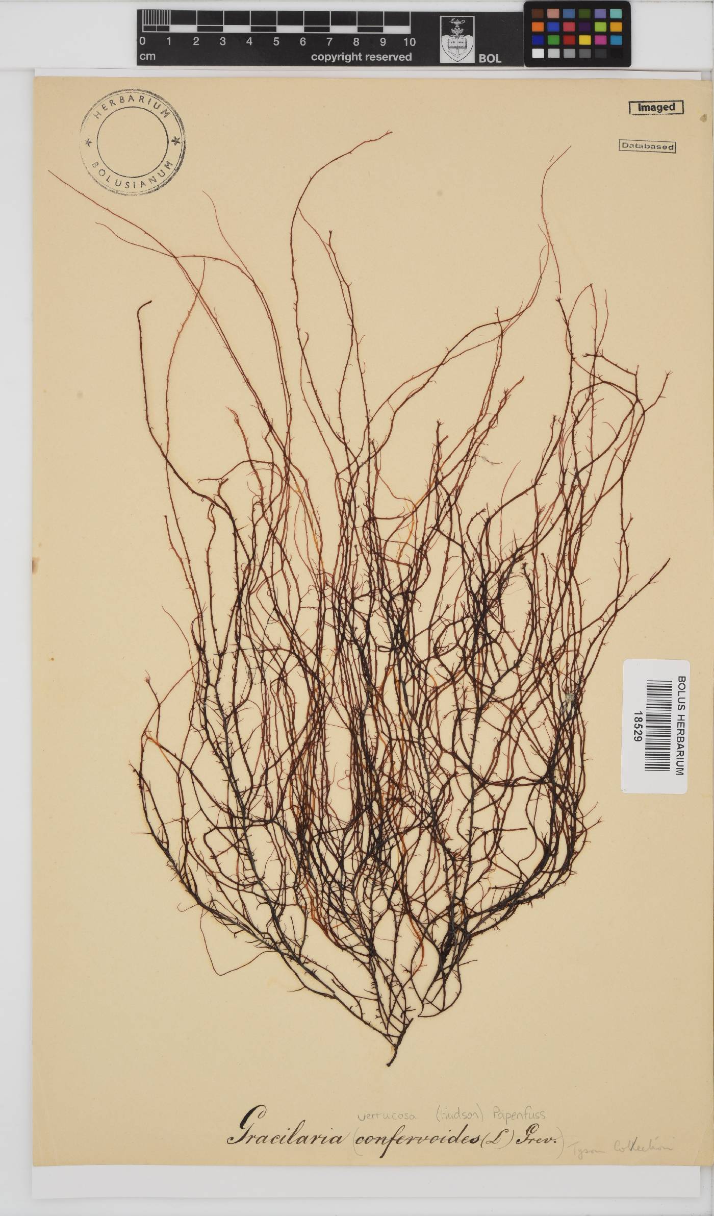 Gracilariopsis longissima image