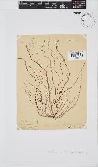 Gracilariopsis longissima image