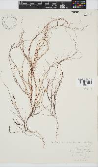 Gracilariopsis longissima image