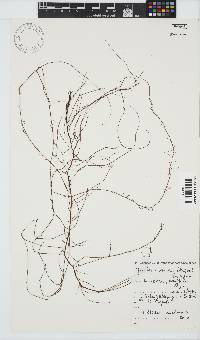 Gracilariopsis longissima image