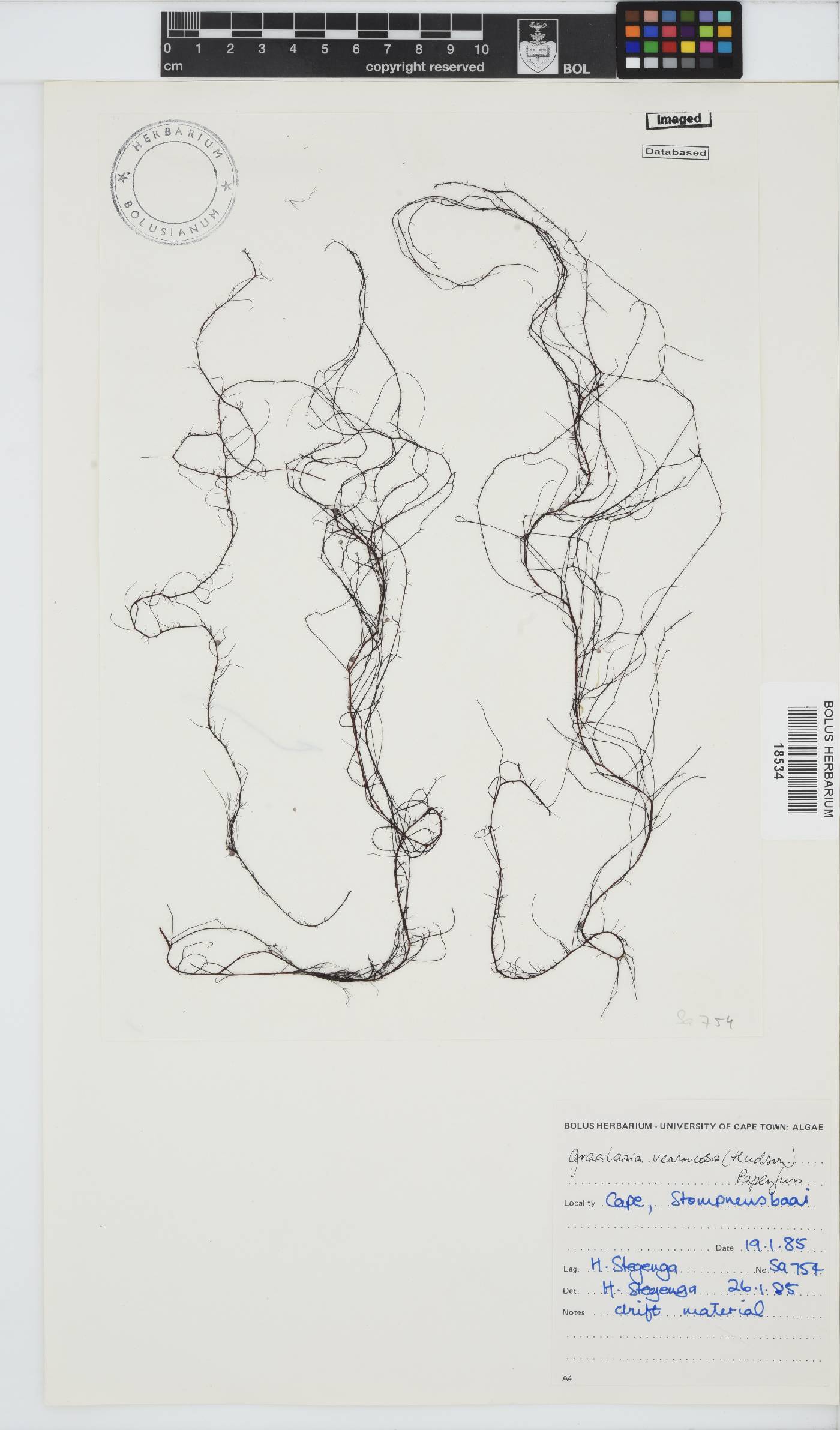 Gracilariopsis image