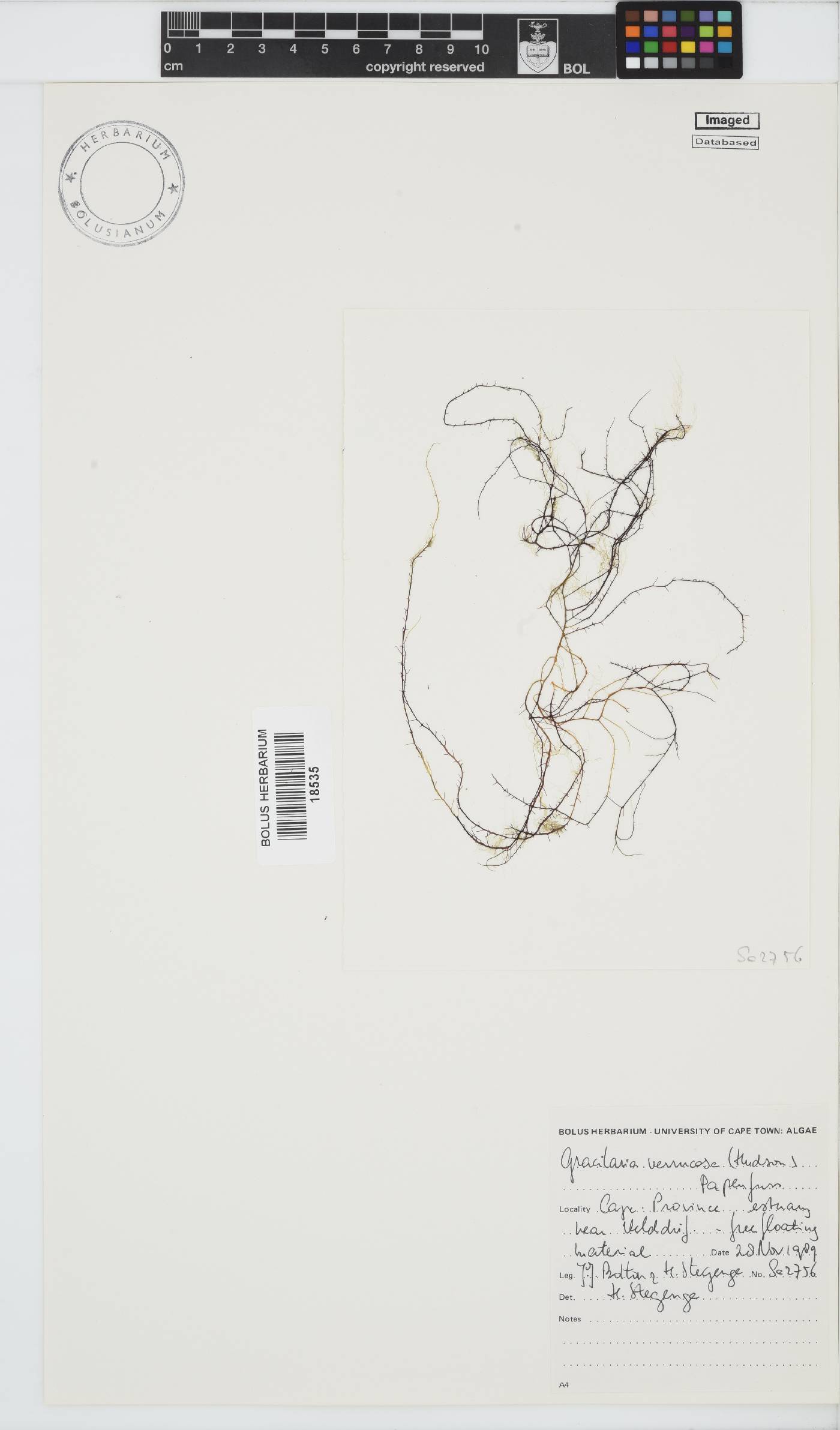 Gracilariopsis longissima image