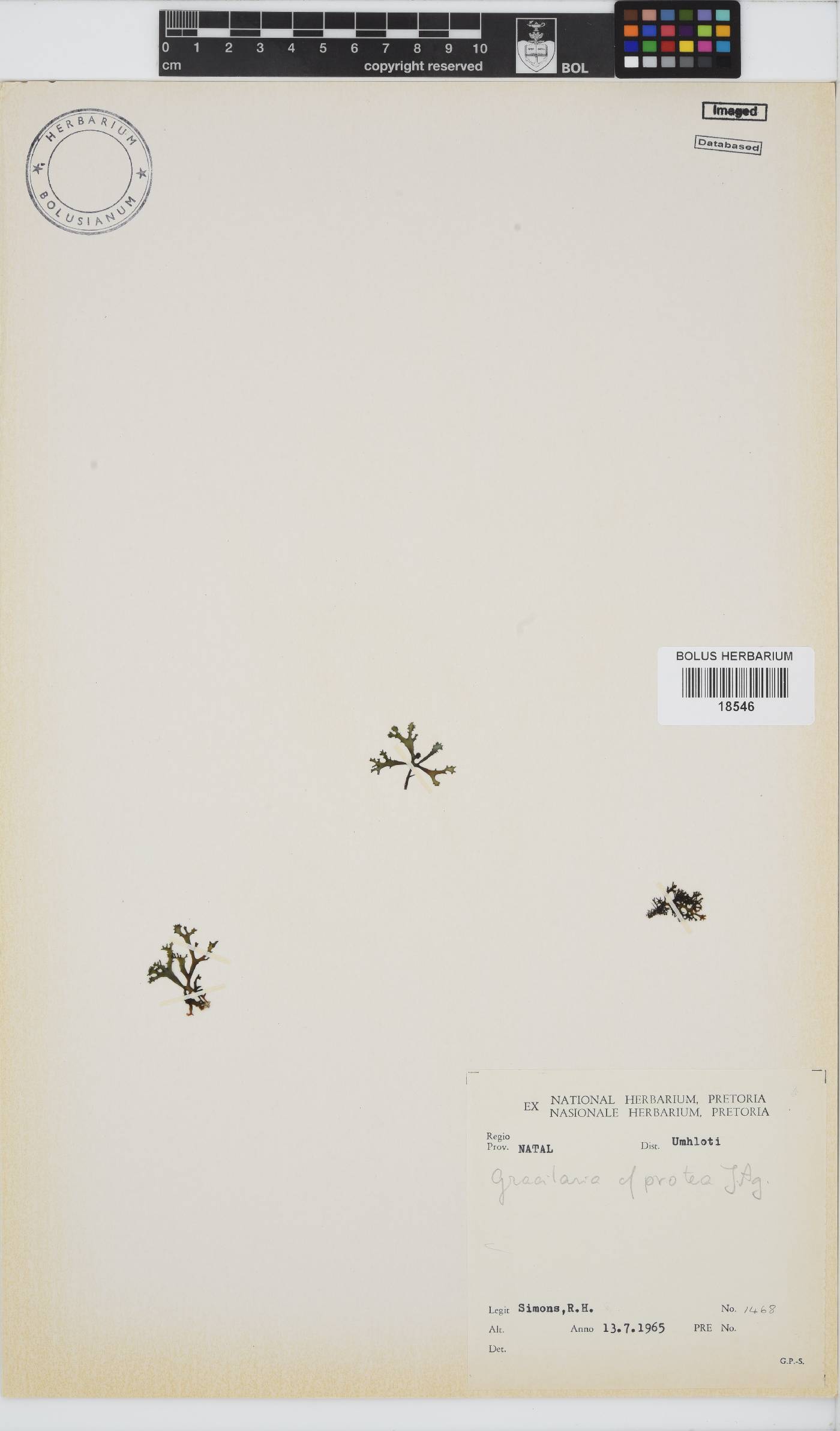 Gracilaria protea image